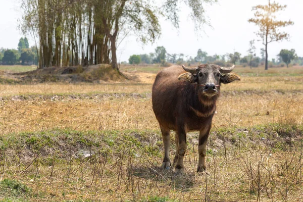 Water Buffalo Standing Graze Rice Grass Field Meadow Sun Background — Stock Photo, Image