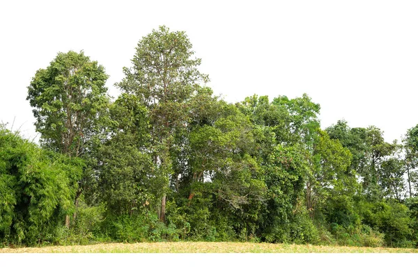 Árboles Verdes Aislados Sobre Fondo Blanco Bosque Follaje Verano Fila —  Fotos de Stock