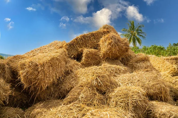 Schilftextur Strohoberfläche Reetdachverpackung Strohpacktextur Stapel Von Stroh Textur Bild Trockene — Stockfoto