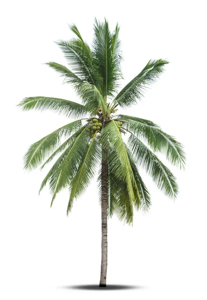 Kokosnoot Boom Geïsoleerd Een Witte Achtergrond — Stockfoto