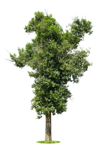 배경에 고립된 나무인 — 스톡 사진