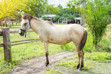 Yazın bir tarlada duran beyaz at.