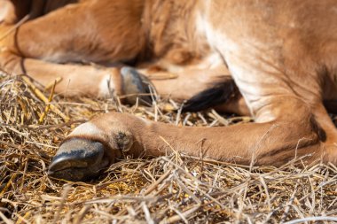 Bir ineğin bacağı yerde duruyordu, çiftlikte..