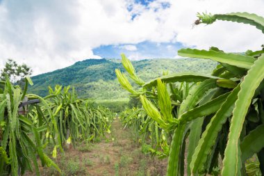 Bitkide yeşil ejder meyvesi, çiftlikte mavi gökyüzü.