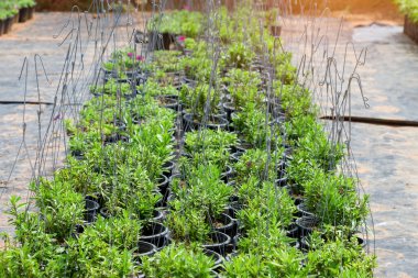 Bir çok yeşil kozalaklı ağaç bir fidanlıkta saksıda.