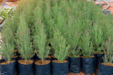 Bir çok yeşil kozalaklı ağaç bir fidanlıkta saksıda.