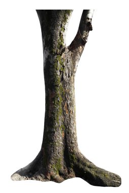 Beyaz arkaplandaki bir ağacın taban resmi.