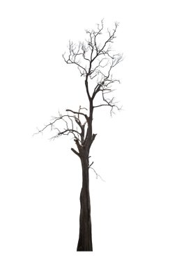 Kesme yolu beyaz arkaplanda izole edilmiş siyah ölü ağaç dalları.