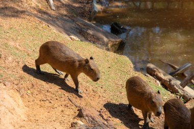 Şirin yüz capybara memeli hayvan portresi (Hydrochoerus hydrochaeris) Şirin bir bebek kapibaranın portresi.