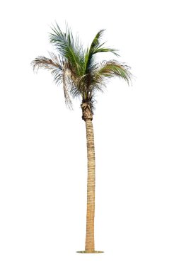 Beyaz arka planda izole edilmiş hindistan cevizi palmiyesi ağacı, Beyaz Arkaplan Karşısında palmiye ağacı.