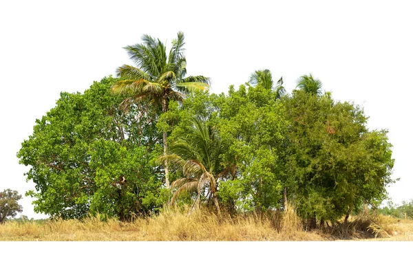 Vue Arbre Haute Définition Isolé Sur Fond Blanc Arbres Verts — Photo