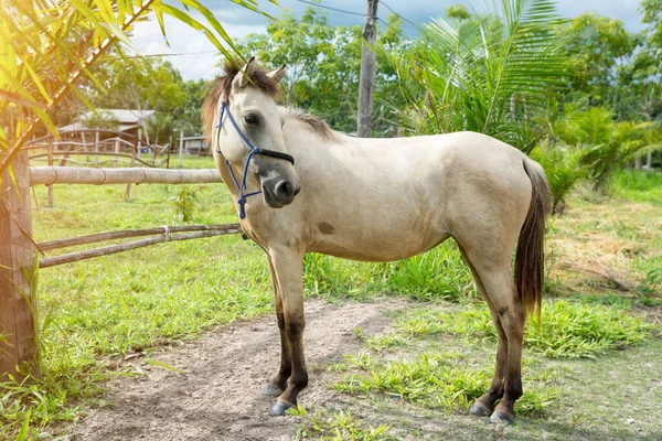 Caballo Blanco Parado Campo Verano — Foto de Stock