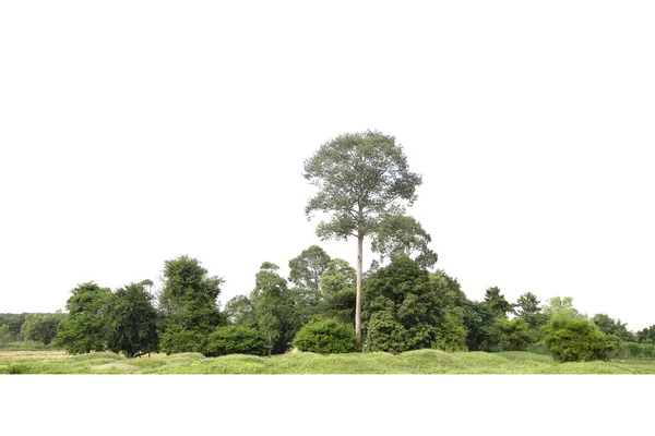 Grupo Árboles Aislados Sobre Fondo Blanco —  Fotos de Stock