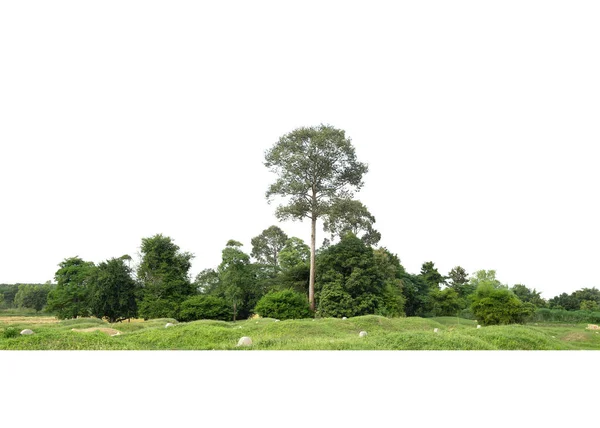 Yüksek Çözünürlüklü Ağaç Hattının Görüntüsü Beyaz Arkaplanda Izole Edilmiş — Stok fotoğraf