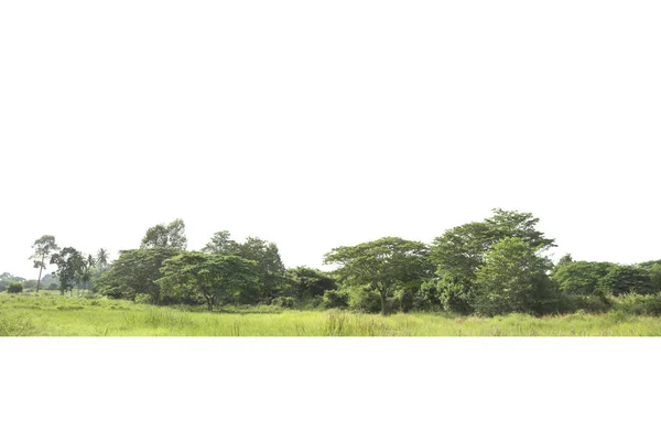 Grupo Árboles Aislados Sobre Fondo Blanco — Foto de Stock