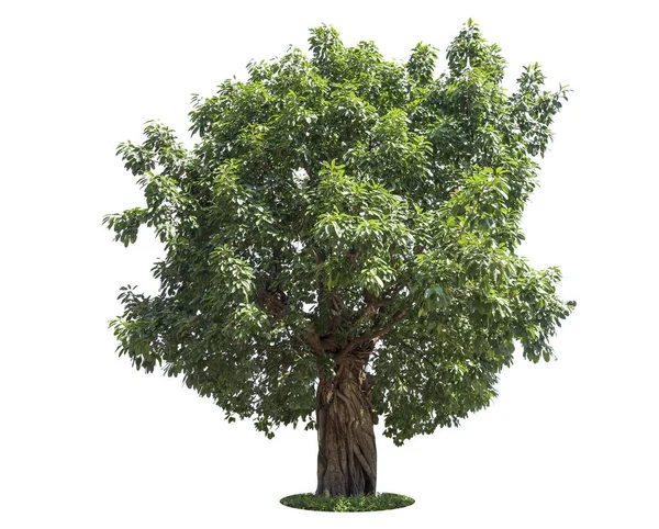Odizolowane Drzewo Białym Tle Duża Baza Danych Drzew Ogrody Botaniczne — Zdjęcie stockowe
