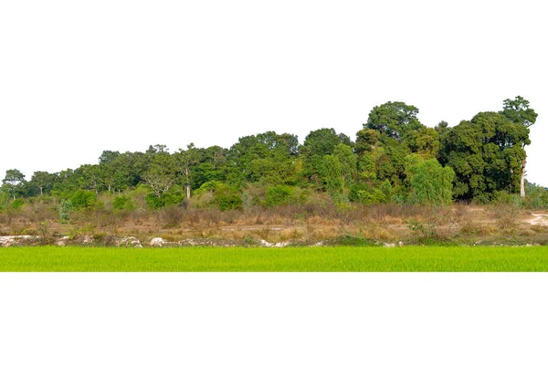 Pohled Vysoké Rozlišení Treeline Izolované Bílém Pozadí Zelené Stromy Les — Stock fotografie