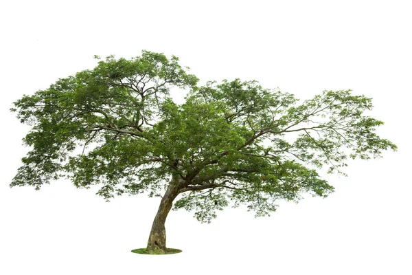 Bomen Geïsoleerd Witte Achtergrond Tropische Bomen Geïsoleerd Voor Ontwerp Reclame — Stockfoto