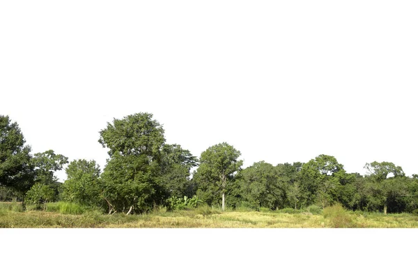 Grupo Árboles Aislados Sobre Fondo Blanco — Foto de Stock