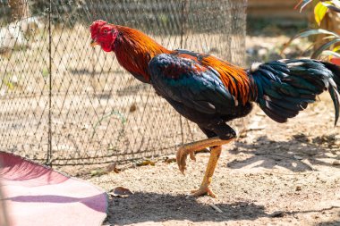 Oyun horozu, dövüş horozu Tayland horozu dışarıda duran horoz dövüşü.