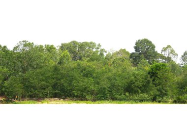 Tayland 'ın beyaz arka planında ağaçlar izole edilmiş..