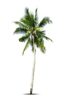 Beyaz arkaplanda izole edilmiş hindistan cevizi palmiyesi.