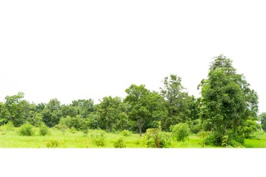 Beyaz arkaplanda izole edilmiş ağaç grubu.