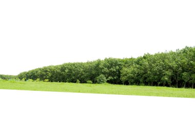  Yüksek çözünürlüklü bir görüntü, beyaz arka plan, yazın orman ve yapraklar, ağaçlar ve çalılar üzerinde izole edilmiş ağaç hattı.