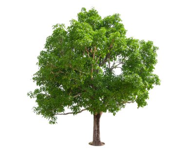 Beyaz Arkaplan 'da izole edilmiş ağaç. Büyük ağaç veritabanı Tayland' da Asya doğasının Botanik bahçe organizasyonu elementleri. Tasarım, reklam ve mimarlık için izole edilmiş tropikal ağaçlar.