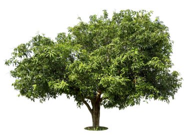 Tayland 'da ağaçlar beyaz zemin üzerinde izole edilmiş mango ağacı.