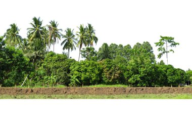 Yüksek çözünürlüklü ağaç hattı görüntüsü beyaz arkaplanda izole edilmiş, ağaç hattı beyaz arkaplanda izole edilmiş.
