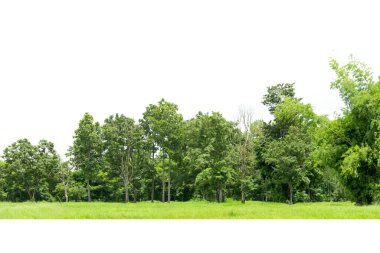 Beyaz arkaplanda izole edilmiş ağaç grubu.