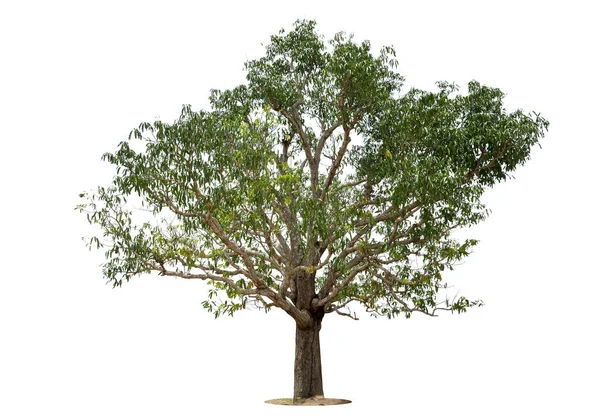 Tayland Ağaçlar Beyaz Zemin Üzerinde Izole Edilmiş Mango Ağacı — Stok fotoğraf