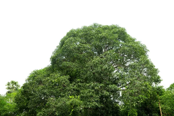 Topos Grandes Árvores Isoladas Fundo Branco — Fotografia de Stock