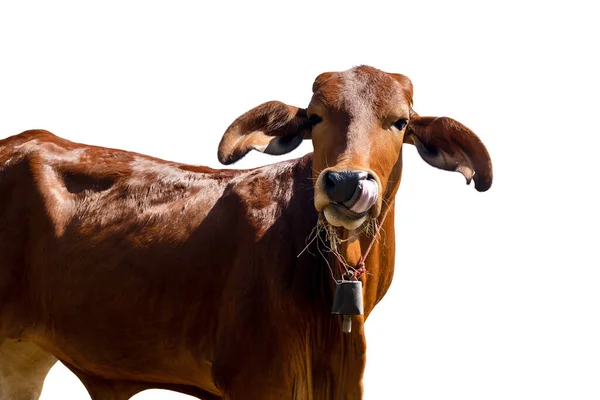 Vacas Sobre Fundo Branco Clipping Path — Fotografia de Stock