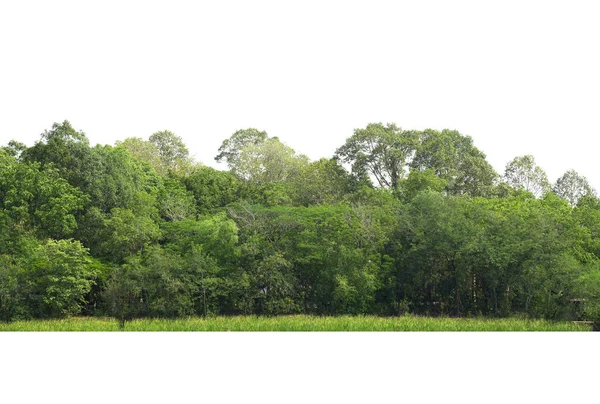 Garis Pohon Diisolasi Pada Latar Belakang Putih Thailand — Stok Foto