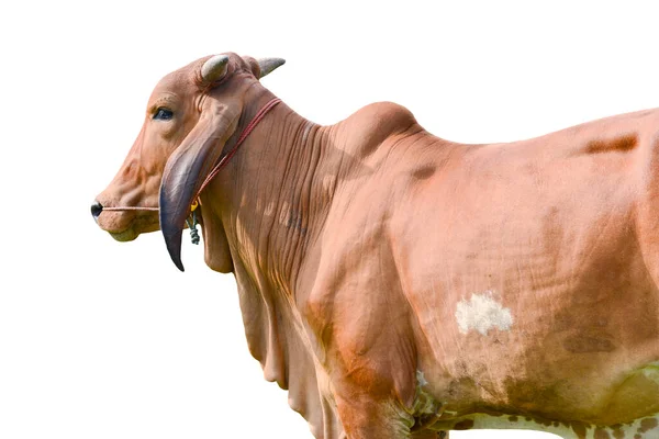 Retrato Vaca Isolado Sobre Fundo Branco — Fotografia de Stock