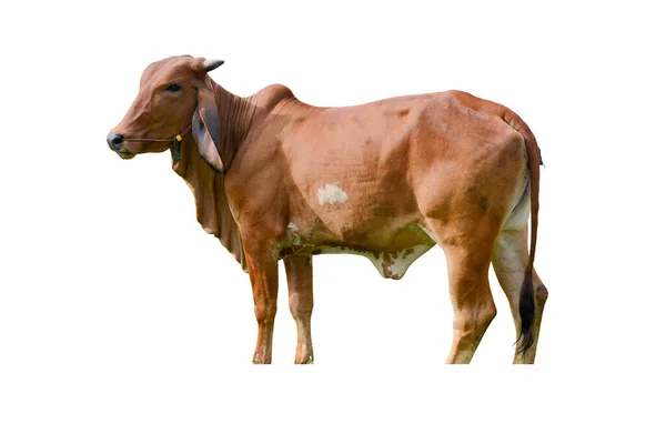 Bezerro Vaca Retrato Isolado Sobre Fundo Branco — Fotografia de Stock