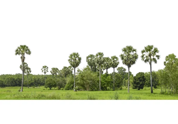 Trees Sugar Palm Trees Line Isolated White Background — Stock Photo, Image