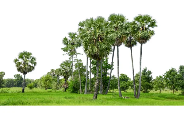 Arbres Palmiers Sucre Ligne Isolée Sur Fond Blanc — Photo