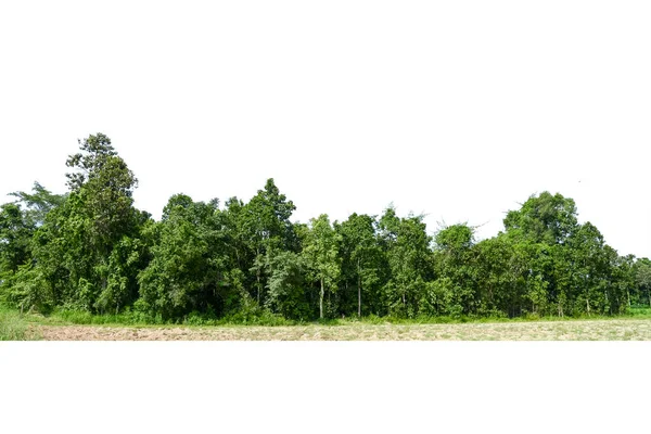 Grupa Drzew Izolowanych Białym Tle — Zdjęcie stockowe
