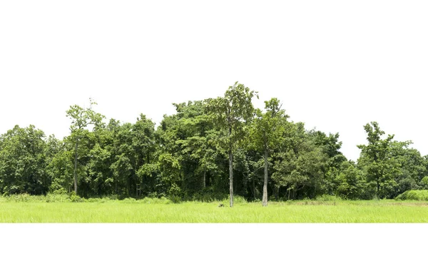 Skupina Stromu Izolované Bílém Pozadí — Stock fotografie