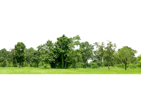 Grupa Drzew Izolowanych Białym Tle — Zdjęcie stockowe