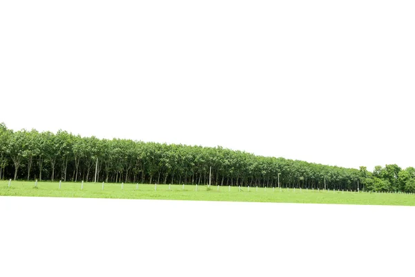 Группа Деревьев Белом Фоне — стоковое фото