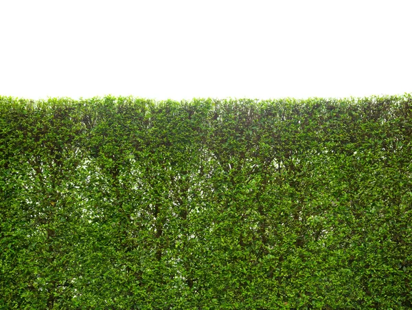 Grüner Baumzaun Siamesische Raue Sträucher Zahnbürstenbaum Zierpflanzen Zur Gartendekoration Isoliert — Stockfoto