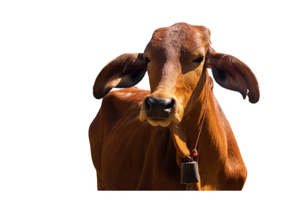 Koeien Staande Een Witte Achtergrond Knippad — Stockfoto