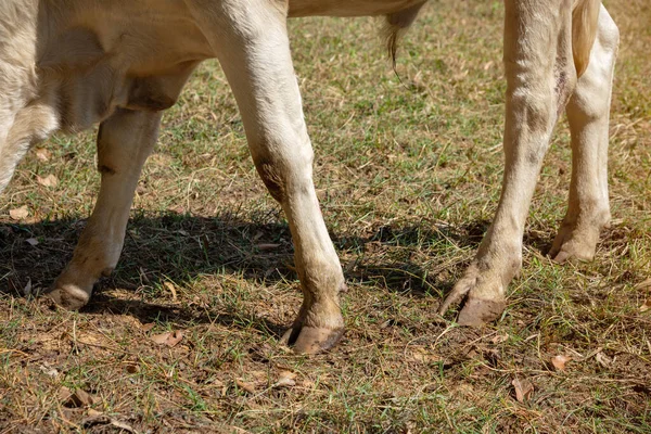 Bir Ineğin Bacağı Yerde Duruyordu Çiftlikte — Stok fotoğraf