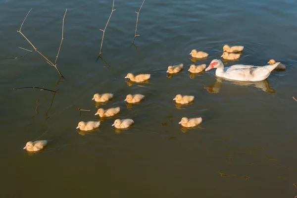 Moeder Eend Mooi Eendje Witte Moeder Eend Eendjes — Stockfoto