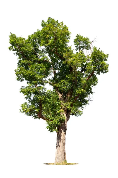 Geïsoleerde Groene Boom Witte Achtergrond Bomen Geïsoleerd Witte Achtergrond Tropische — Stockfoto