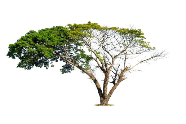 Árbol Verde Aislado Sobre Fondo Blanco Árboles Aislados Sobre Fondo — Foto de Stock